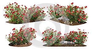 Bush of red roses for garden design