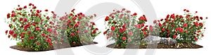 Bush of red roses for garden design photo