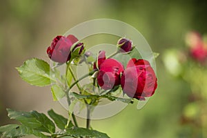 A bush of red roses in the rays of the sun in summer morning garden, blured green background.