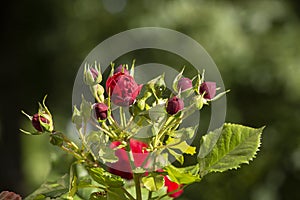 A bush of red roses with unopened buds in the rays of the sun in summer morning garden, blured green background.