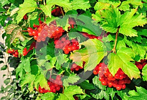 Bush of red viburnum berries