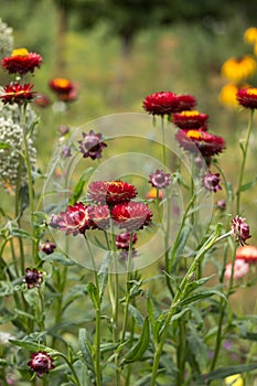 Da O fiore crescita giardino bellissimo chiaro fiori estate 