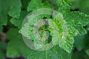 Bush redcurrant struck by illness