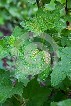 Bush redcurrant struck by illness