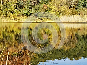 The bush reflecting on the peaceful water