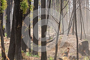 Bush regeneration in the aftermath of bush fires photo