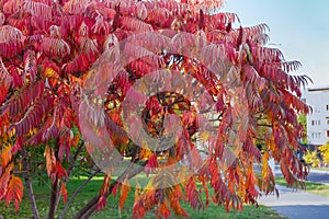 Bush of the Rhus typhina with bright red autumn leaves