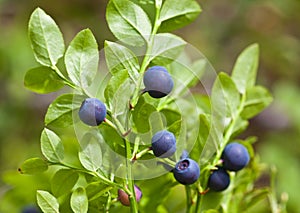 Bush of a ripe bilberry