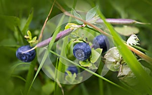 Bush of a ripe bilberry