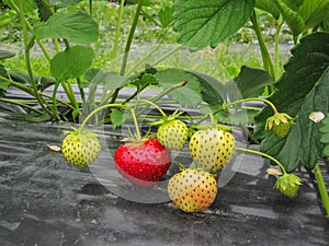 Bush of ripe red and green strawberry clusters with green leaves and berries