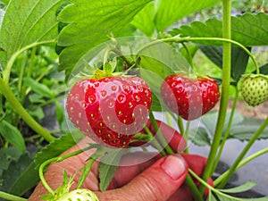 Bush of ripe red strawberry clusters with green leaves