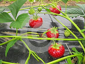 Bush of ripe red strawberry clusters with green leaves