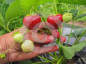 Bush of ripe red strawberry clusters with green leaves and berries