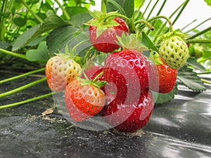 Bush of ripe red strawberry clusters with green leaves and berries