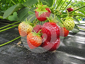 Bush of ripe red strawberry clusters with green leaves and berries
