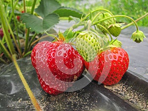 Bush of ripe red strawberry clusters with green leaves and berries