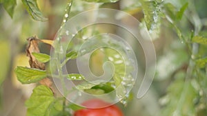 Bush with ripe tomatoes