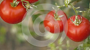 Bush with ripe tomatoes