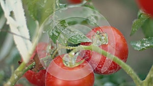 Bush with ripe tomatoes