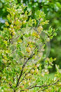 A bush of ripe yellow-green berries of gooseberry with a magnificent taste