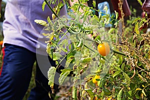 Bush of ripe yellow tomato growing in open ground. Tomatoes in v