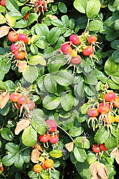 Bush of ripening rosehips