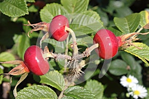 Bush of ripening rosehips
