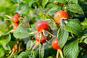Bush of rosehip with ripe fruits
