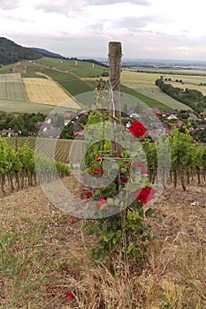 A bush of roses next to rows of vines in perspective on grape growing farm