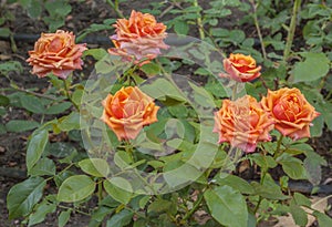 Bush roses in summer park