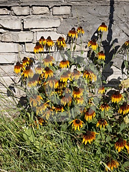 Bush rudbeckia on brick wall background