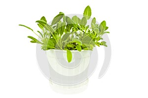 Bush of sage in a pot on white background