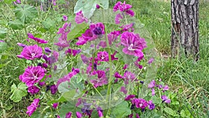 Bush of scarlet flowers Mallow or Malva.