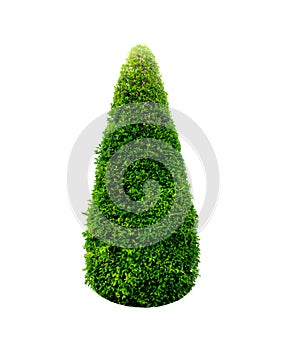 Bush or shrub isolated with clipping paths photo