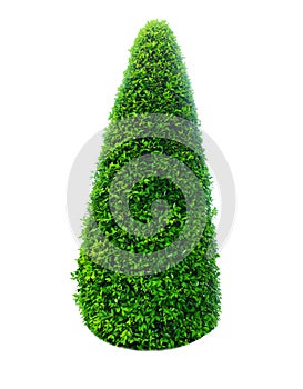 Bush or shrub isolated with clipping paths photo