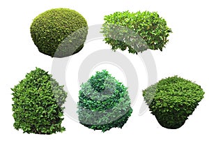 Bush, shrub isolated on white background photo