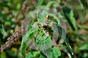 Plectranthus barbatus Andrews flower bud in the bush photo