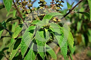 The leaves and flower bud of Plectranthus barbatus Andrews in the middle of the bush photo