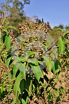 Plectranthus barbatus Andrews in the woods photo