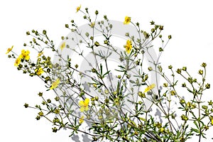 Bush of silver cinquefoil with yellow flowers close-up isolated on a white background. Blooming Potentilla argentea plant with