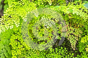 Bush with small green leaf