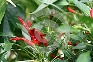 Bush of small red hot chilli