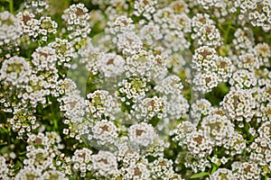 The bush with small white flowers