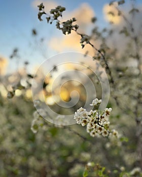 Small white flowers at sunset on a summer day photo