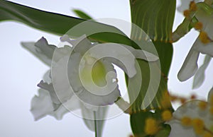 A bush with small yellow flowers, in the background a bud of white orchid. Macro