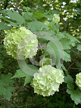 Bush of spring blooming terry viburnum guelder dew on a blurry background photo