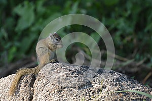 Bush Squirrel (Paraxerus cepapi)