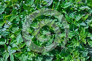 Bush of stinging-nettles. Nettle leaves. Top view. Botanical pattern. photo