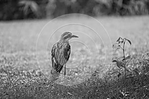 A Bush Stone Curlew