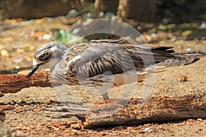 Bush stone-curlew photo